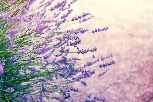 Lavendel i vild, tonet - Stock-foto