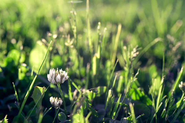Yonca çiçek ve yumuşak güneş ışığı ile çim