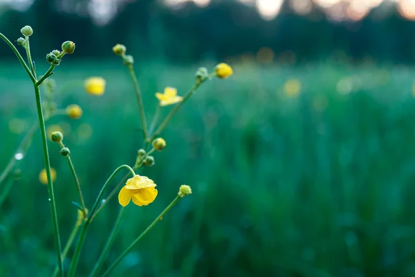 Campo com close-up em flor amarela, pôr do sol — Fotografia de Stock