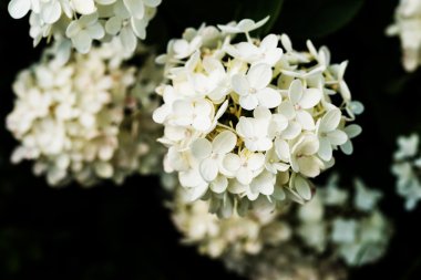 Bush ile beyaz ortanca çiçek