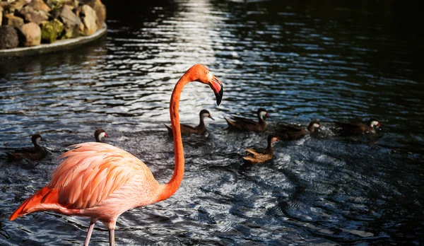 Czerwony flamingo w wodzie i Grupa kaczek za — Zdjęcie stockowe
