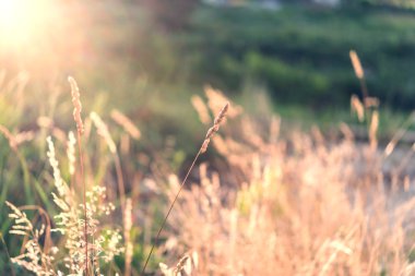 Vahşi alan çim günbatımı üzerinde
