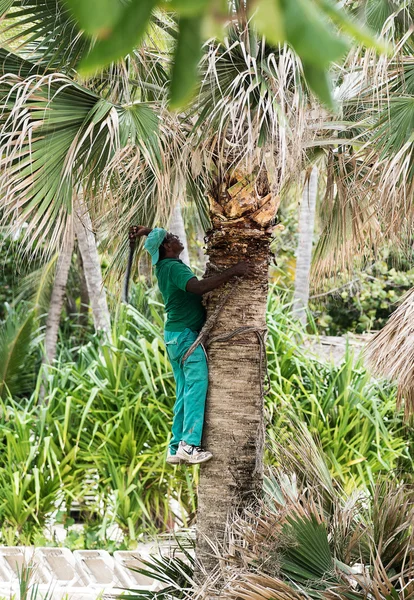 Punta Cana, Dominican Republic - circa October 2015: Man cutting palm leaves — Stock Photo, Image