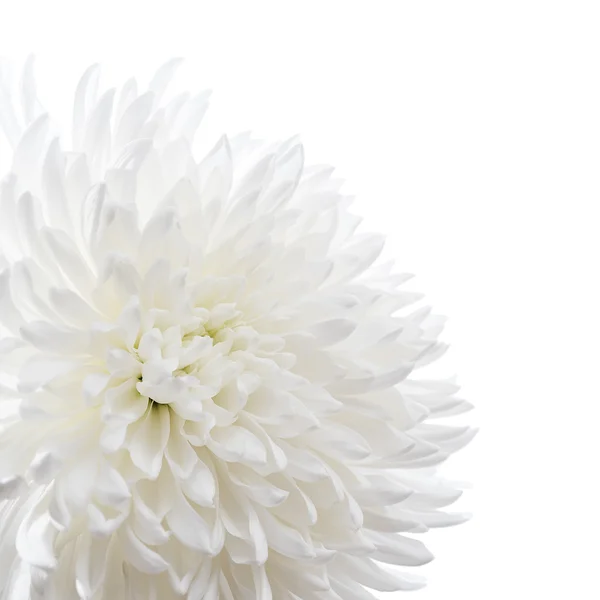 beyaz izole beyaz krizantem