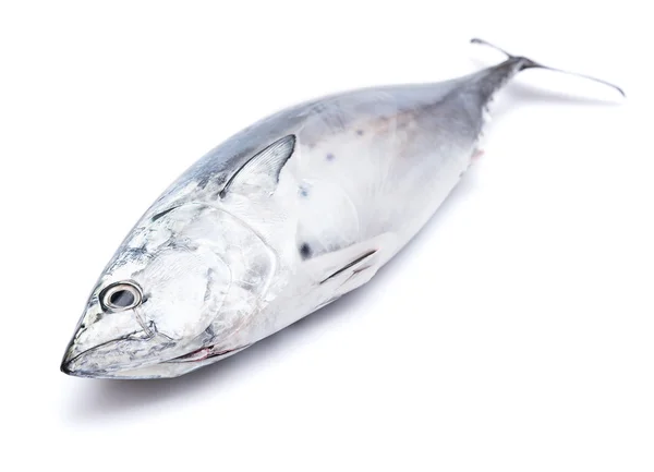 생선, 가다랑어, 흰색 절연 — 스톡 사진