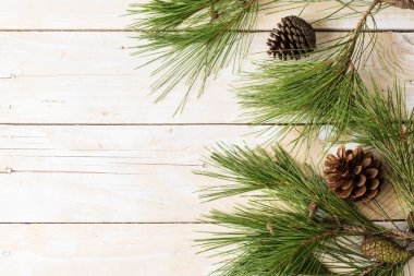 Pinetree ahşap arka plan üzerinde dalları