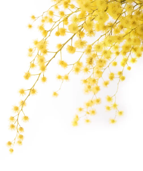 Taze Mimoza çiçeği beyaz