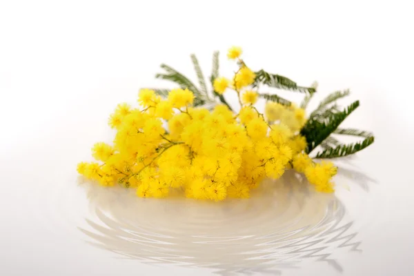 Flor de mimosa fresca em branco — Fotografia de Stock