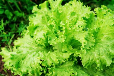 Alandaki yeşil salata