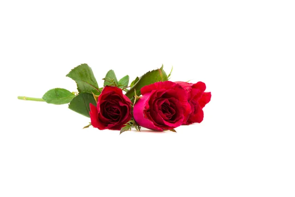 Red roses beautifully arranged on a white background. — Stock Photo, Image