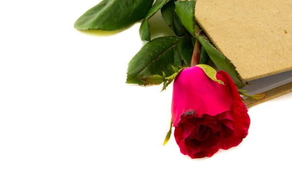 Vörös rózsa a túlterhelt, központi notebook rögzítésére emlékek. — Stock Fotó