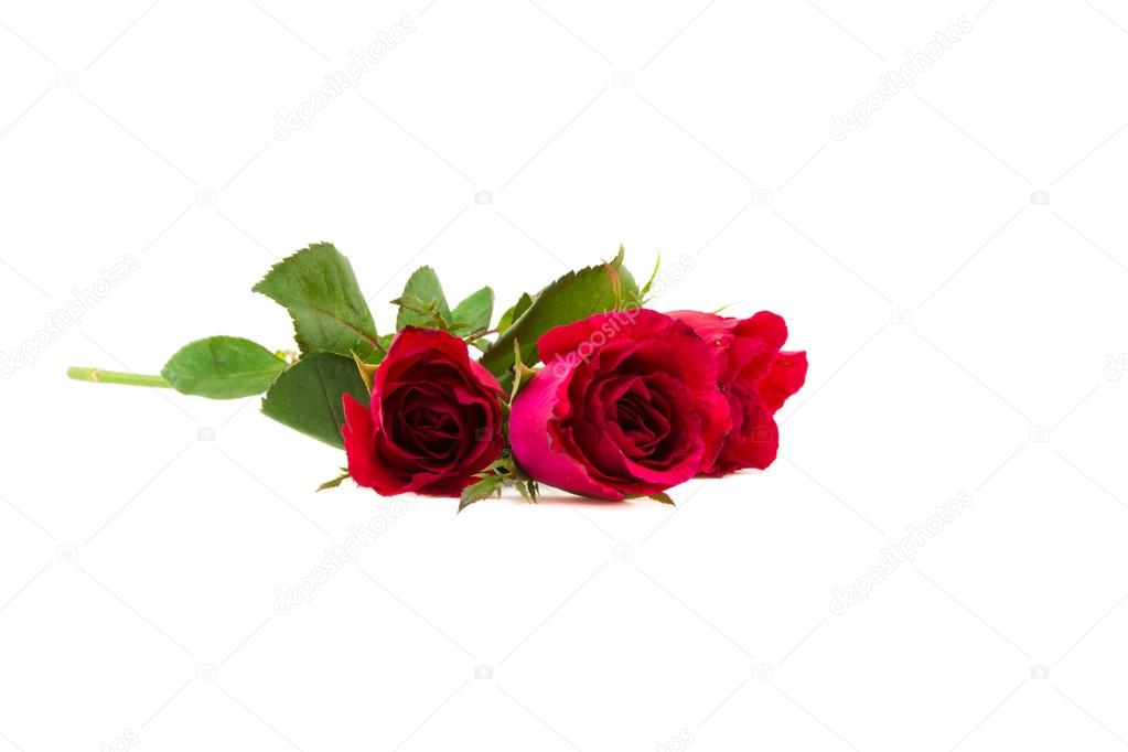 Red roses beautifully arranged on a white background.