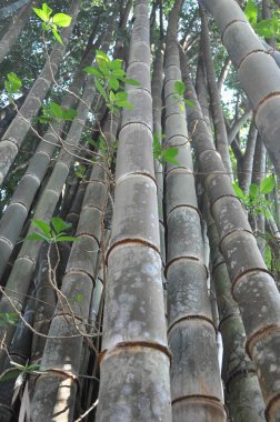 büyük bambu