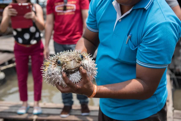 Ψάρια puffer στη θάλασσα, Ταϊλάνδη — Φωτογραφία Αρχείου