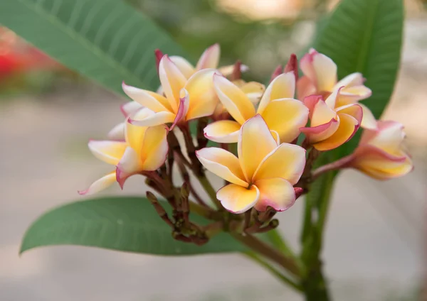 Bellissimi fiori di frangipani — Foto Stock