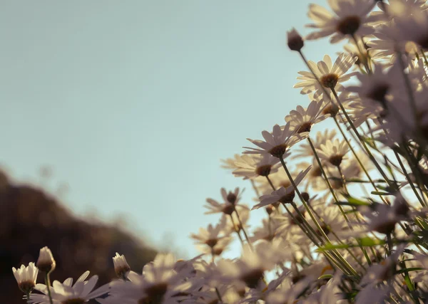 Blommor som växer naturligt längs fint i Thailand. — Stockfoto