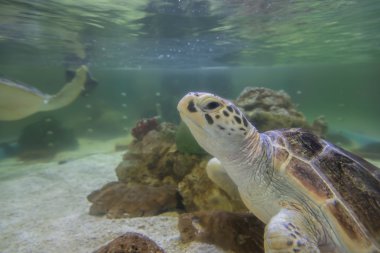 Hawksbill kaplumbağalar denizde doğal olarak yaşamak.
