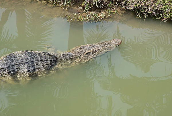 Grande coccodrillo d'acqua dolce — Foto Stock
