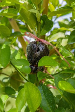 Limon ağacı dalına aşılama, kök, tarımsal tekniği indüklenen