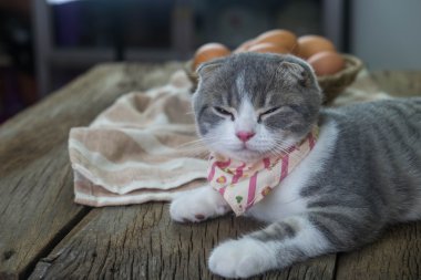 Önden gelen ışık ile uyuyan kedi (İskoç Fold).