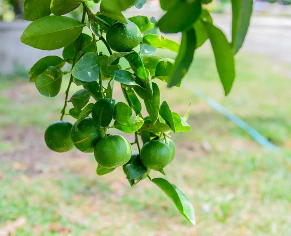 Alberi di limone in vasi che stanno fruttificando . — Foto Stock