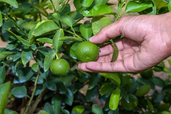 Používané zemědělci jsou sklizně od citroníky v květináčích že ar — Stock fotografie
