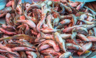 Birçok balık Kazıklı