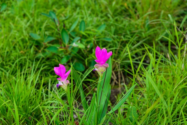 Pink flowers(Siam Tulip) , In the northeast of Thailand. — Stock Photo, Image