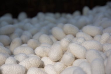 Düzenlenen bir panelde Mısır Makinası