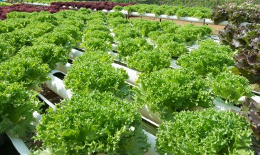 Organik yöntemlerle yetiştirilen marul.