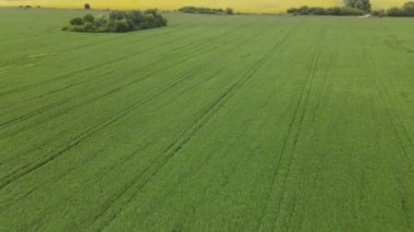 Soya fasulyesi tarlasının üzerinde uçarken çerçevede bir kolza tohumu tarlası beliriyor. Tarım. Püskürtücüdeki izler. Sahada bitki örtüsü. kimyasal tedavi