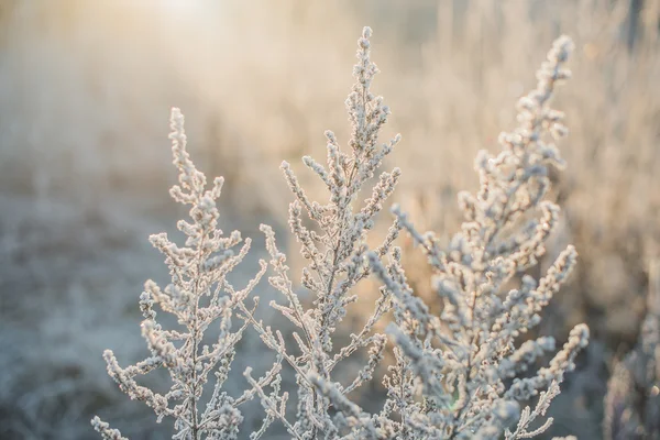 Manhã de inverno na floresta — Fotografia de Stock