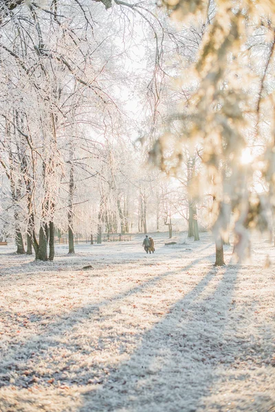 Vintermorgon i skogen — Stockfoto
