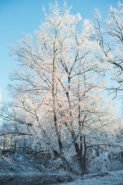 Vintermorgon i skogen — Stockfoto