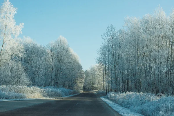 Vintermorgon i skogen — Stockfoto