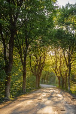Akşamları sıcak güneşli orman