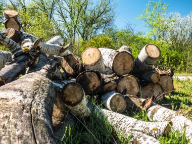 Yaz foerst Transdinyester Cumhuriyeti içinde odun yığını