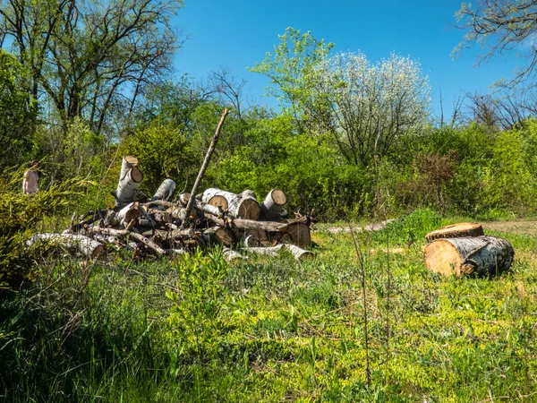 Ormana yakın bir alanda kereste — Stok fotoğraf