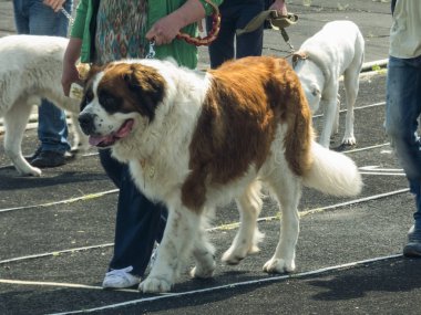 Saint Bernard Purebred köpek fuarında Tiraspol, Moldova