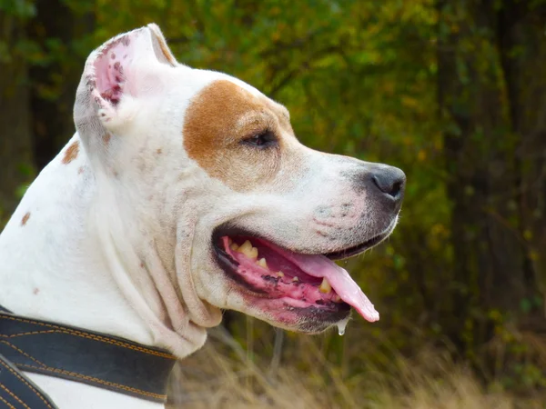 Perro American Pit Bull Terrier, retrato en perfil — Foto de Stock