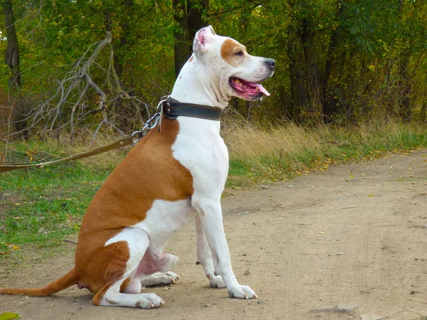 Dog American Pit Bull Terrier, portrait in profile