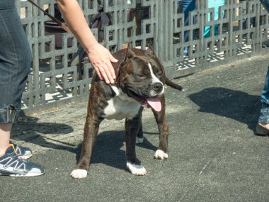 Köpek Amerikalı çukur boğa korkunç uluslararası köpek gösterisi