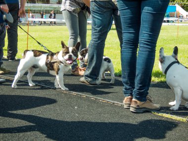 Tiraspol gösterisinde uluslararası köpek