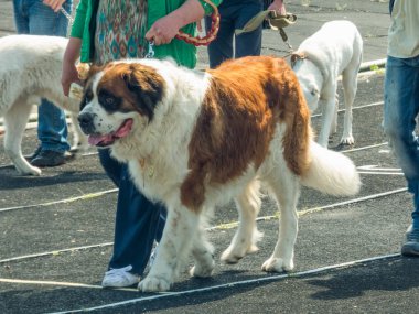 Tiraspol gösterisinde uluslararası köpek