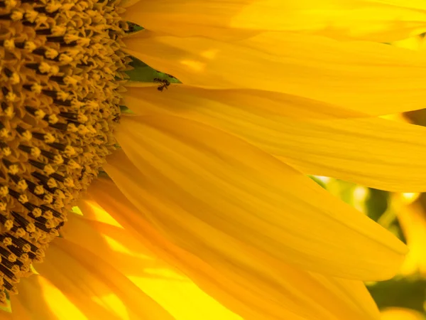 Beautiful yellow flower of sunflower