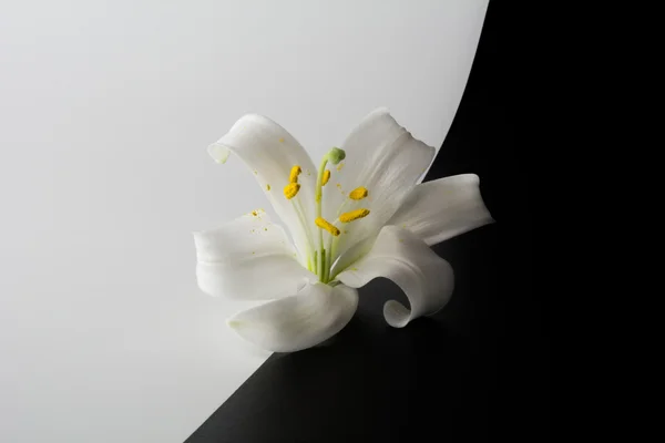 Flor de lirios — Foto de Stock