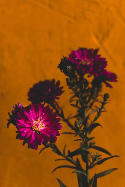 Sottobicchieri Decorativi Messa Fuoco Selettiva Profondità Campo Poco Profonda Fiori — Foto Stock