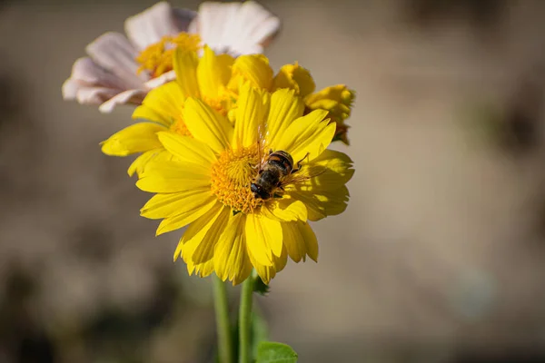 Včela Žluté Sedmikrásce Sbírá Nektar Slunečného Dne — Stock fotografie