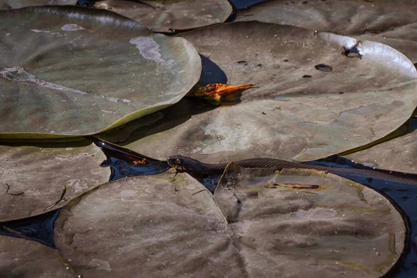 Eine Wasserschlange Schwimmt Einem Teich Zwischen Seerosenblättern — Stockfoto