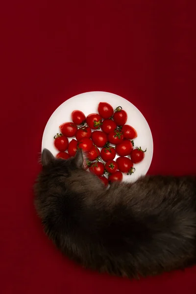 Tomates Cereja Prato Branco Gato Floresta Norueguesa Fundo Vermelho Vista — Fotografia de Stock